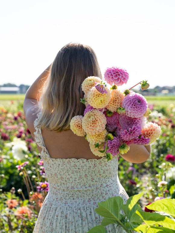 Dahlia Sweet Fabienne Tubers for spring planting