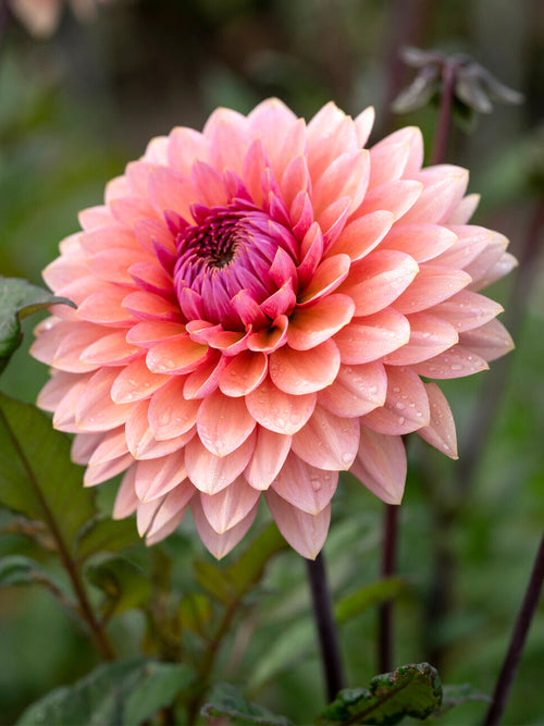 Close-up of peach and mauve dahlia blooms