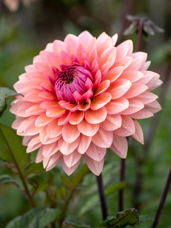 Close-up of peach and mauve dahlia blooms
