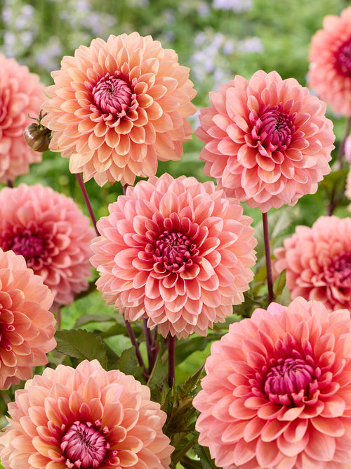 Blush pink Sweet Sanne dahlia in summer garden