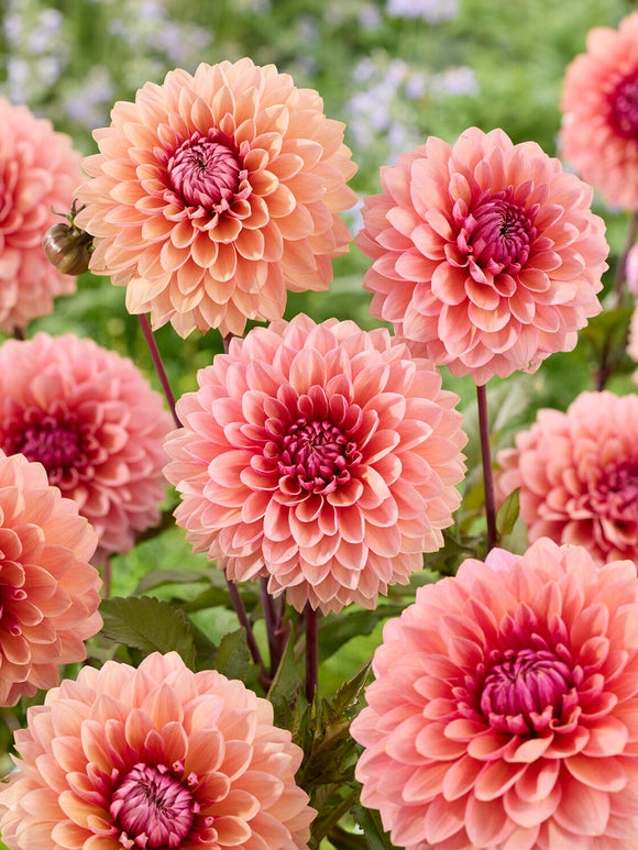 Blush pink Sweet Sanne dahlia in summer garden