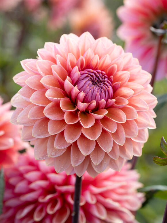 Decorative dahlia Sweet Sanne in soft apricot tones