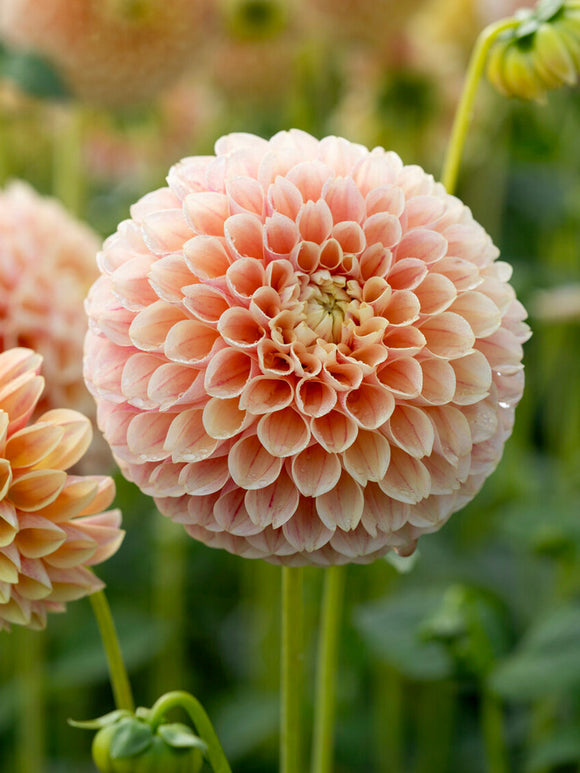 Close-up of ball dahlia with blush pink shading