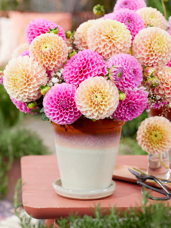 Ball dahlia Sweet Suzanne in soft peach tones