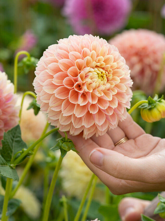 Ball dahlia Sweet Suzanne in soft peach tones
