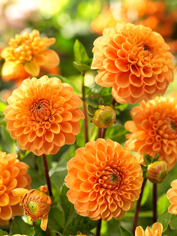 Dahlia Sylvia tubers from Holland