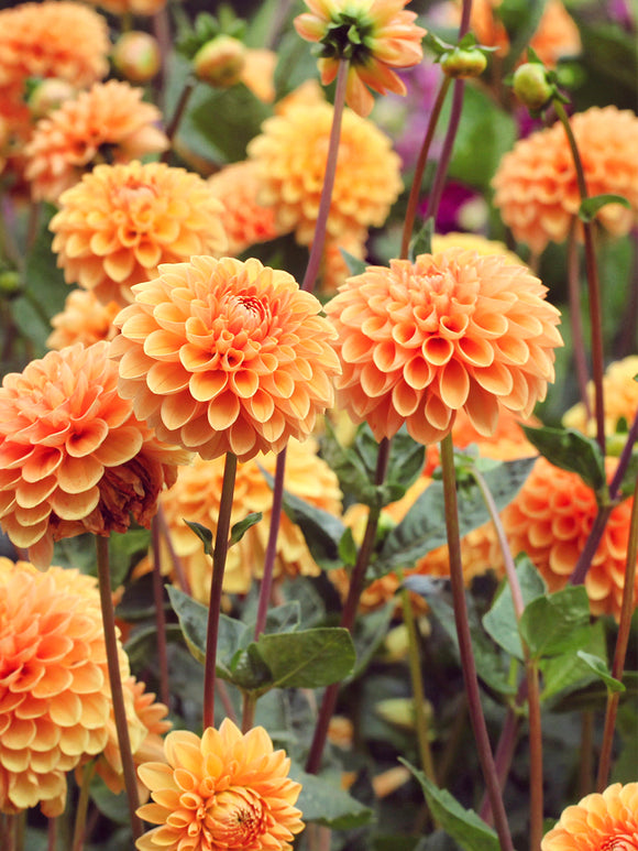 Dahlia Sylvia Tubers for spring planting in EU