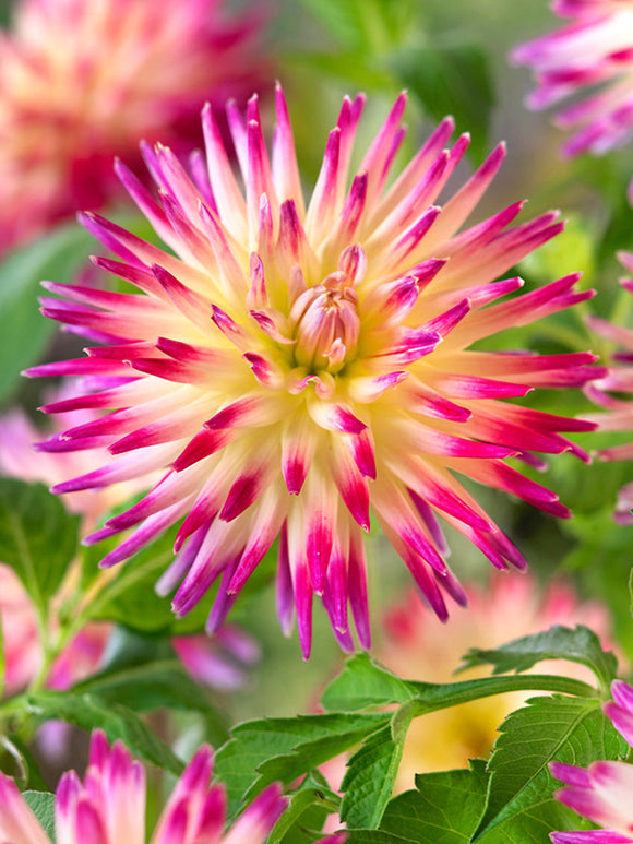 Semi Cactus Dahlia Tahiti Sunrise