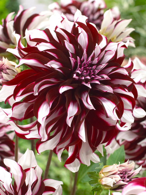 Dahlia Tartan Tubers spring planted 