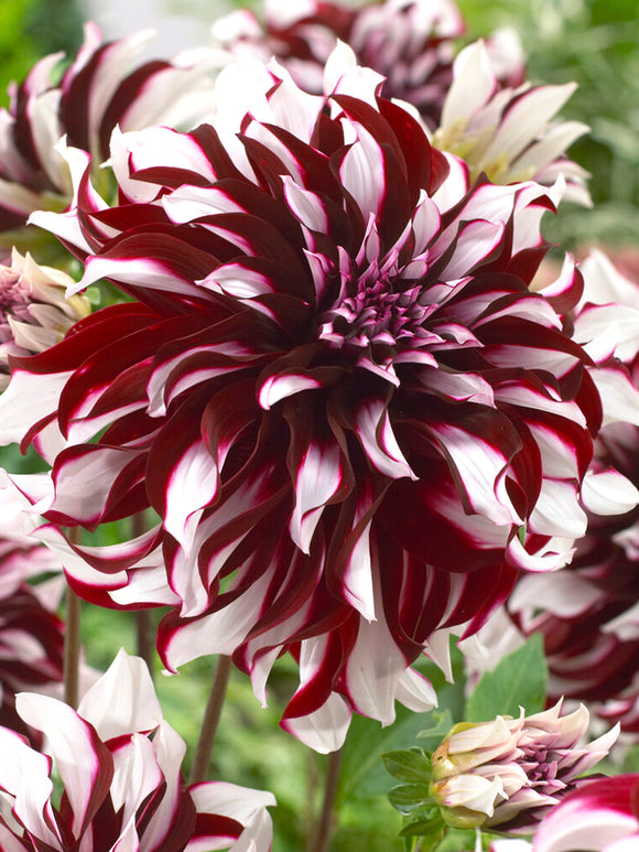 Dahlia Tartan Tubers spring planted 