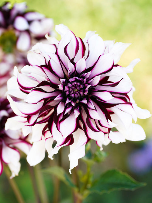 Dahlia Tartan tubers for spring planting 