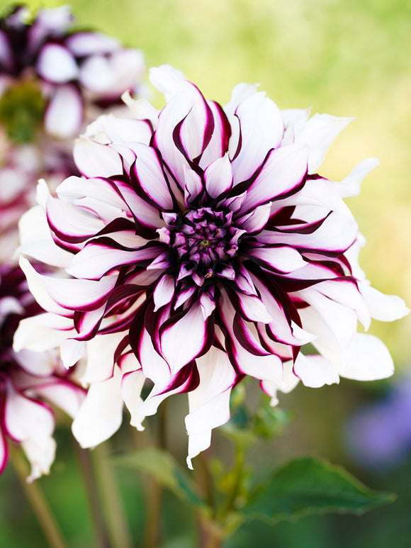Dahlia Tartan tubers for spring planting 