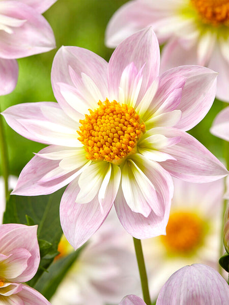 Collarette Dahlia 'Teesbrooke Audrey' | DutchGrown™ EU