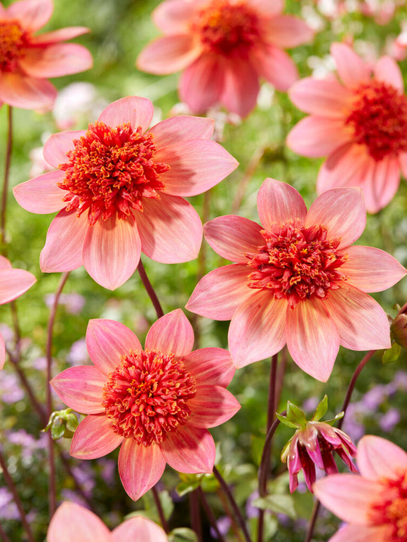 Buy Dahlia Totally Tangerine Tubers