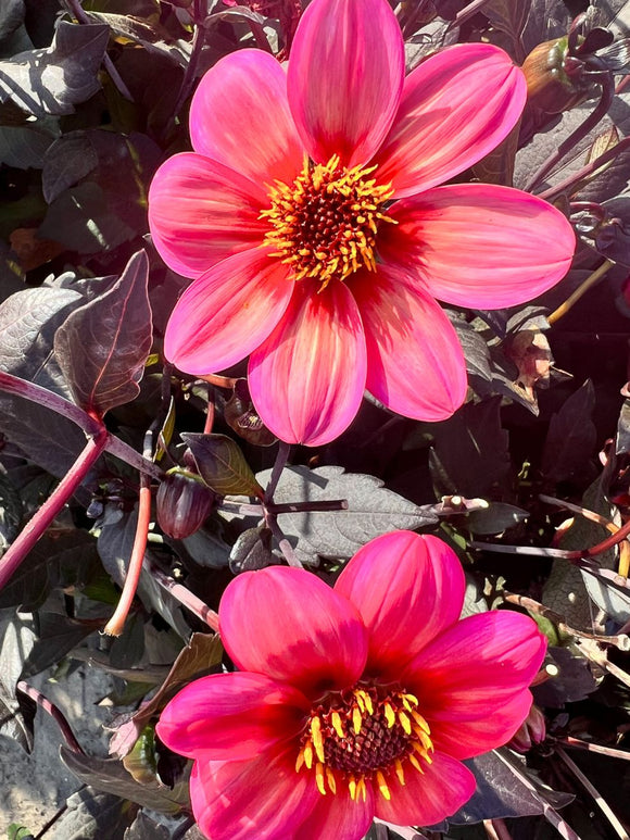 Buy Dahlia Tricolore Tubers