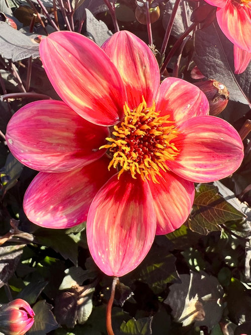 Dahlia Tricolore
