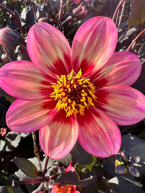 Buy Dahlia Tricolore 