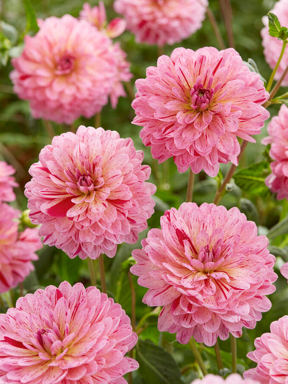 Decorative Dahlia ‘Tropical’ against green foliage