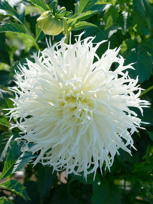 White spider dahlia Tsuki-Yori-No-Shisha with curling petals