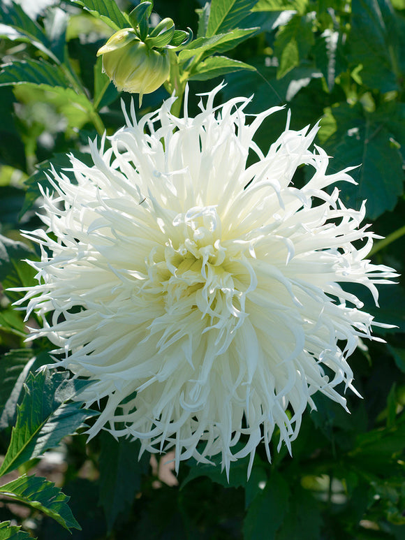 White spider dahlia Tsuki-Yori-No-Shisha with curling petals