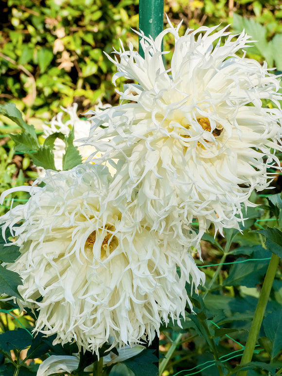 Close-up of spider dahlia with twisting white petals