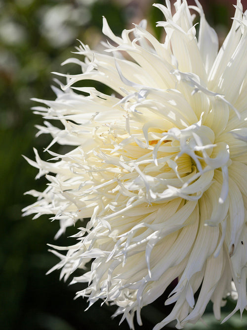 Tall white dahlia with airy, open flower form