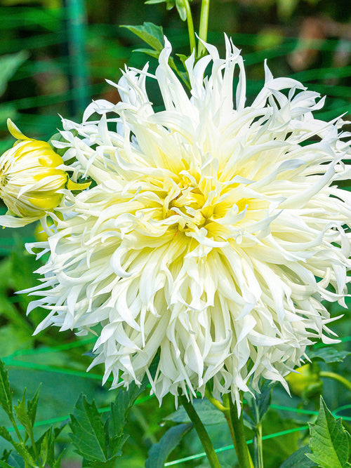Moonlight Messenger dahlia in summer border planting