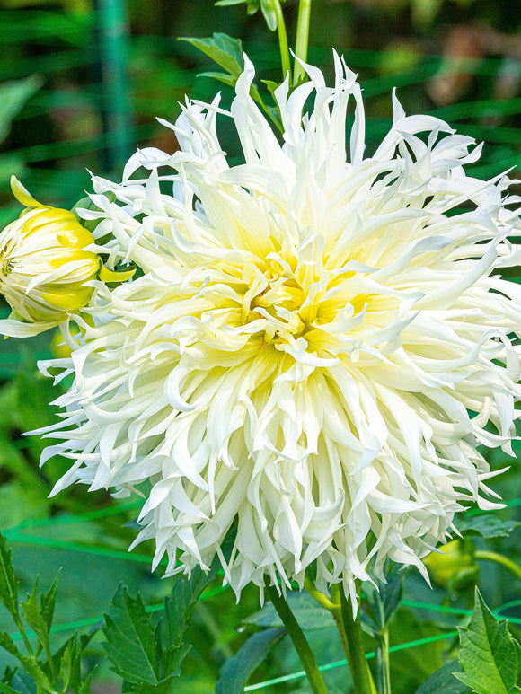 Moonlight Messenger dahlia in summer border planting