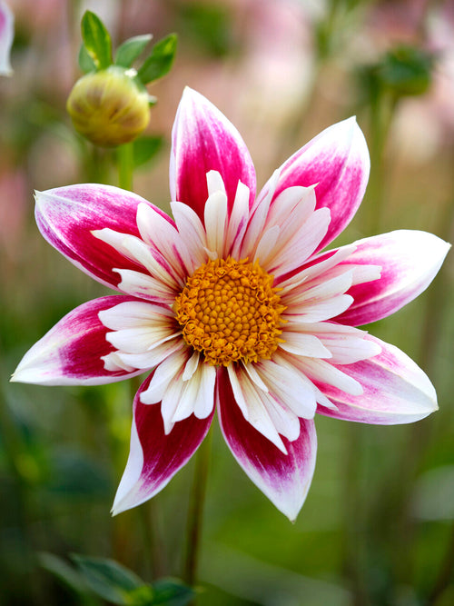 Close-up of a pink and white dahlia with a yellow center. Dahlia variety is called Fashion Monger