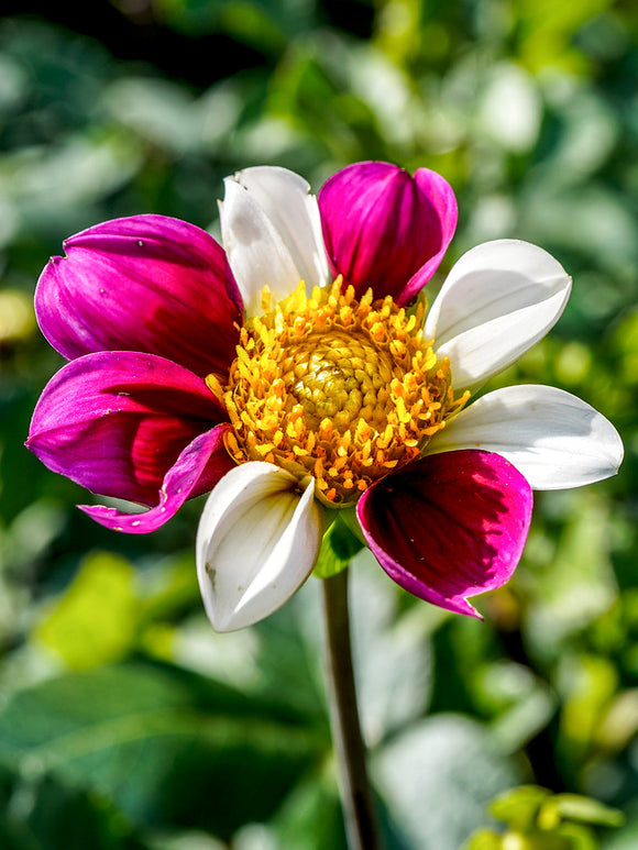 Mixed colour blooms of Dahlia Twyning’s Smartie plant