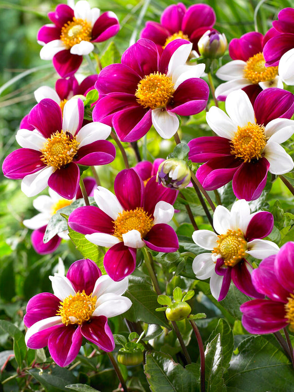 Single dahlia with white and red-purple streaked petals
