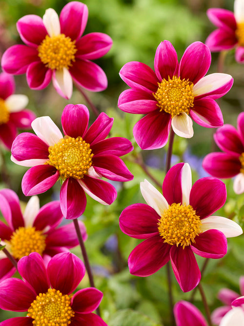Twyning’s Smartie dahlia in flower-rich summer border