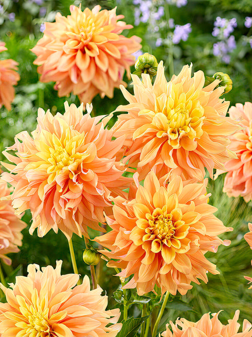 Dahlia Tyrell