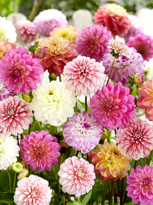 Dahlia Unique Pastel Mix EU delivery