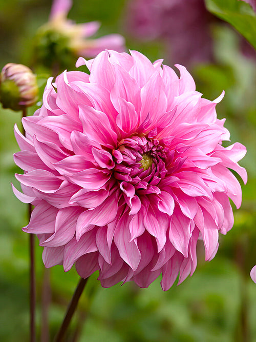 Dahlia Vassio Meggos - EU delivery