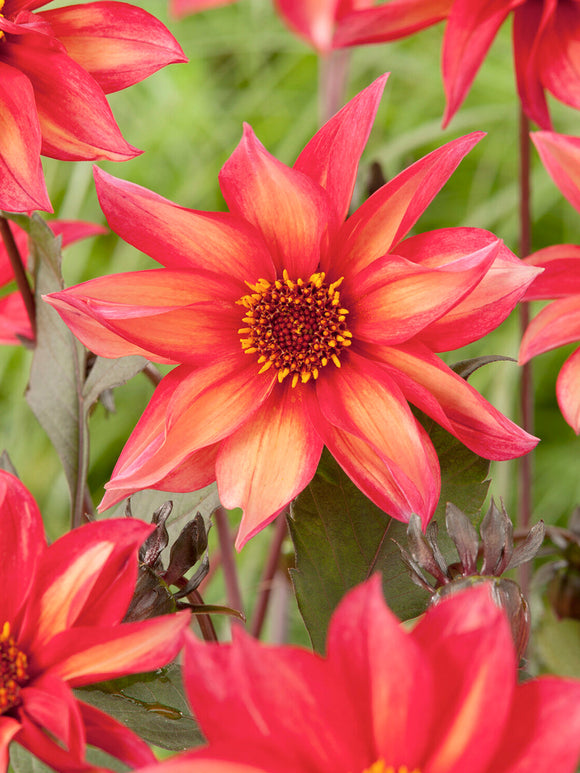 Dahlia Waltzing Mathilda natural garden planting style