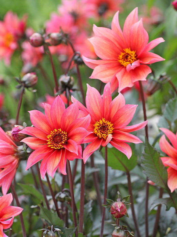 Single dahlia with dark bronze foliage and open blooms