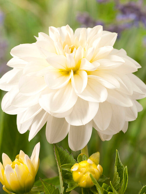 Dahlia Onesta tubers from Holland