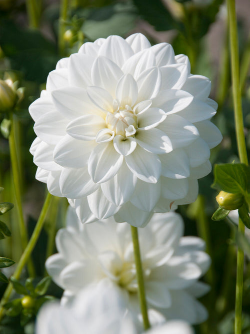 Dahlia White Onesta
