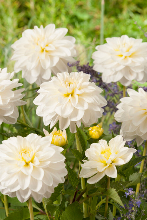 Dahlia White Onesta
