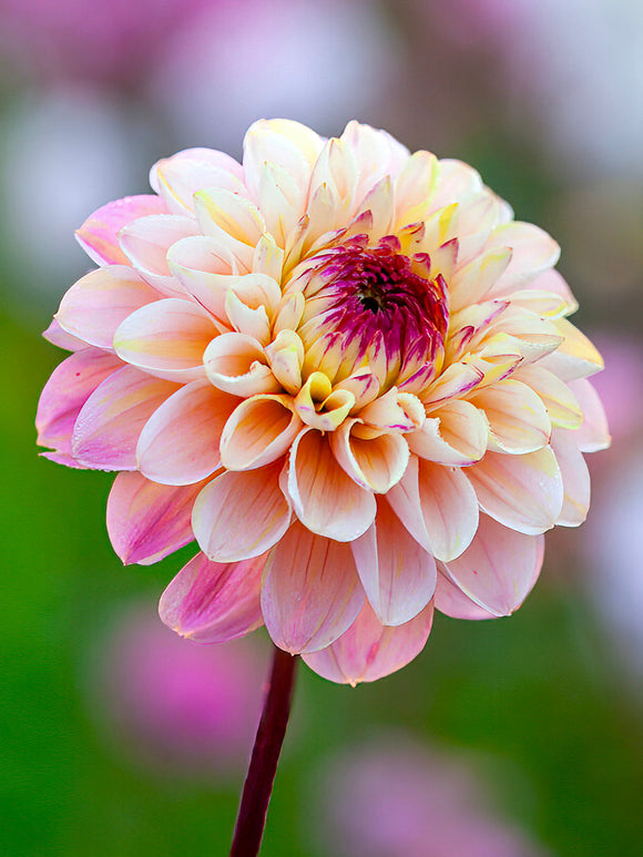 Dahlia Wine Eyed Jill - EU delivery