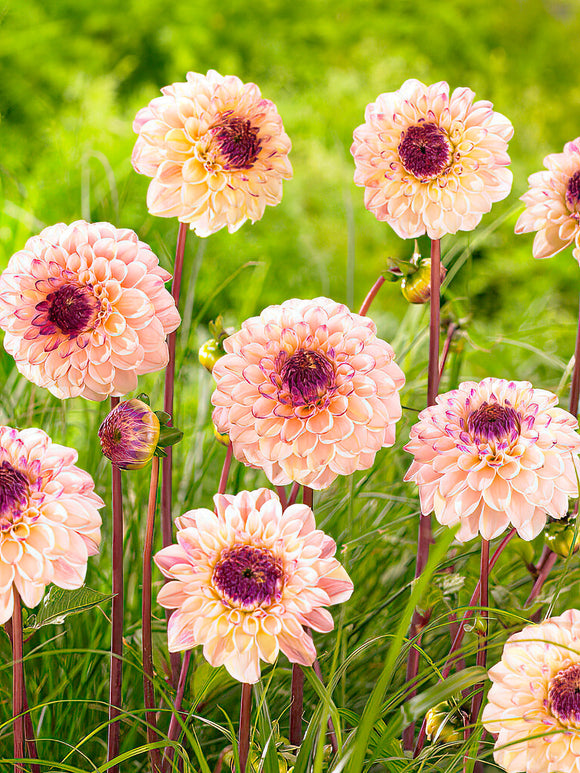 Dahlia ‘Wine Eyed Jill’ pink bloom with wine-red centre