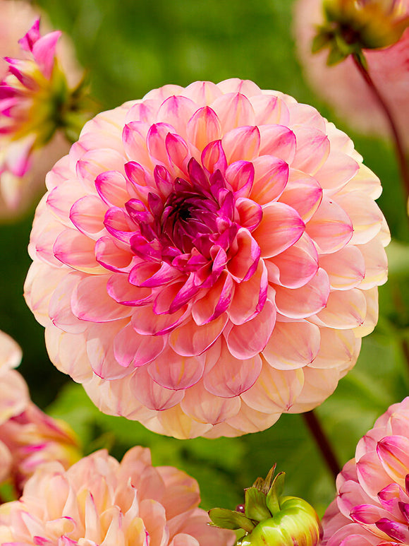 Pink Dahlia ‘Wine Eyed Jill’ with wine centre in bloom