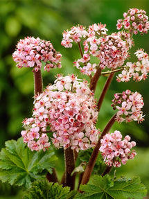 Darmera Peltata