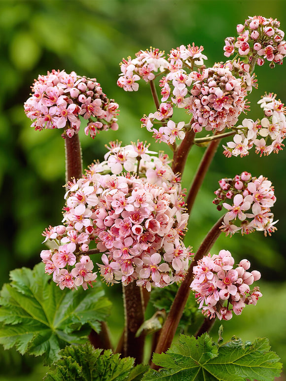 Darmera Peltata spring planted top size bare root from Holland