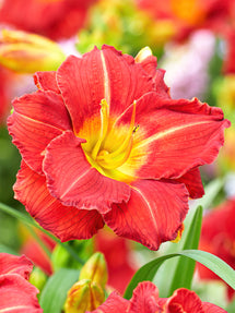 Daylily Booby Ruby (Hemerocallis)