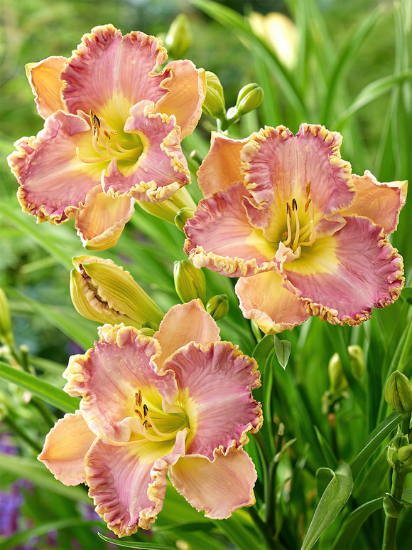 Daylily Lavender Tu Tu (Hemerocallis) EU shipping