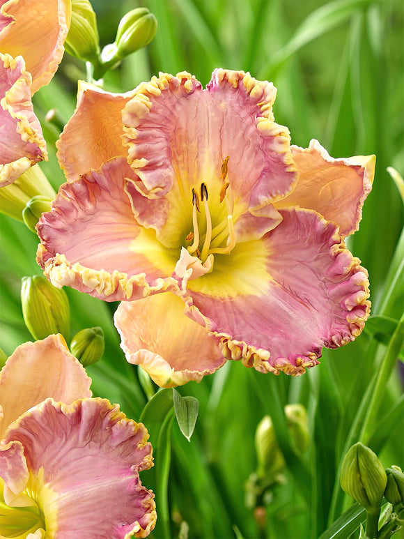 Daylily Lavender Tu Tu (Hemerocallis) bare roots