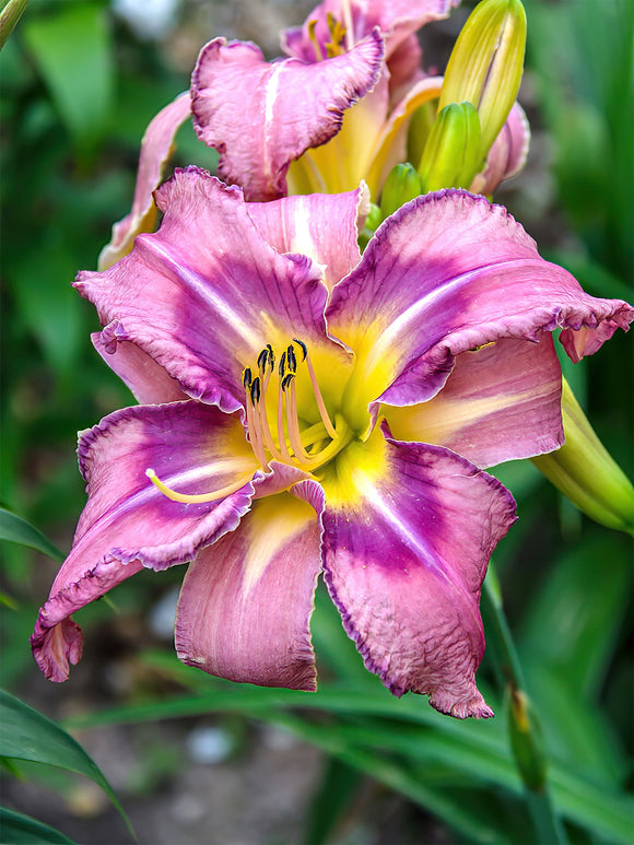 Daylily Mildred Mitchell (Hemerocallis) bare roots