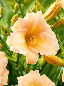 Daylily Mini Pearl (Hemerocallis)